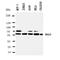 BCL2 Associated Athanogene 3 antibody, orb137903, Biorbyt, Western Blot image 