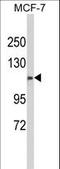 Cilia And Flagella Associated Protein 47 antibody, LS-C167176, Lifespan Biosciences, Western Blot image 
