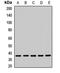 Leucine Rich Repeat Containing 59 antibody, orb411641, Biorbyt, Western Blot image 