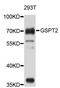 G1 To S Phase Transition 2 antibody, STJ26738, St John