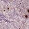 CD-RAP antibody, PA5-59957, Invitrogen Antibodies, Immunohistochemistry frozen image 