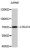 Leucine Rich Repeats And Calponin Homology Domain Containing 3 antibody, abx003872, Abbexa, Western Blot image 