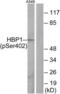 HMG box-containing protein 1 antibody, LS-C199037, Lifespan Biosciences, Western Blot image 