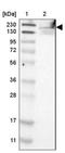 WAFL antibody, NBP1-82972, Novus Biologicals, Western Blot image 