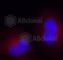 Protein Tyrosine Kinase 2 antibody, AP0438, ABclonal Technology, Immunofluorescence image 
