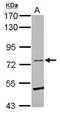 HEP antibody, GTX111601, GeneTex, Western Blot image 