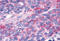 RAR Related Orphan Receptor A antibody, MBS243643, MyBioSource, Immunohistochemistry frozen image 