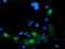 Leucine Rich Repeat Containing 25 antibody, TA504883, Origene, Immunofluorescence image 