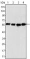 Vimentin antibody, abx016062, Abbexa, Enzyme Linked Immunosorbent Assay image 