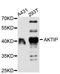 AKT Interacting Protein antibody, abx126824, Abbexa, Western Blot image 
