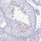 Sperm Associated Antigen 4 antibody, NBP2-38937, Novus Biologicals, Immunohistochemistry frozen image 