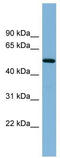 E3 ubiquitin-protein ligase TRIM41 antibody, TA345483, Origene, Western Blot image 