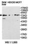 Peroxisomal acyl-coenzyme A oxidase 1 antibody, orb78238, Biorbyt, Western Blot image 