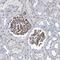 Neuraminidase 3 antibody, PA5-58520, Invitrogen Antibodies, Immunohistochemistry paraffin image 