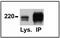 Low-density lipoprotein receptor-related protein 6 antibody, ab75358, Abcam, Western Blot image 