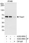 E3 ubiquitin-protein ligase ARIH2 antibody, A302-895A, Bethyl Labs, Immunoprecipitation image 