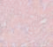 Synaptogyrin 3 antibody, 5567, ProSci Inc, Immunohistochemistry frozen image 