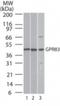 G Protein-Coupled Receptor 83 antibody, NBP2-24515, Novus Biologicals, Western Blot image 