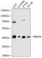 Mitochondrial Ribosomal Protein S9 antibody, 14-119, ProSci, Western Blot image 