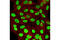 Histone H3 antibody, 14186S, Cell Signaling Technology, Immunocytochemistry image 