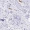 Ankyrin-1 antibody, HPA056953, Atlas Antibodies, Immunohistochemistry frozen image 