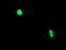 Polysaccharide Biosynthesis Domain Containing 1 antibody, TA503238, Origene, Immunofluorescence image 