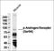 IZUMO1 Receptor, JUNO antibody, orb156918, Biorbyt, Western Blot image 