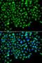 Golgi-associated PDZ and coiled-coil motif-containing protein antibody, LS-C748486, Lifespan Biosciences, Immunofluorescence image 