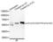 LCK Proto-Oncogene, Src Family Tyrosine Kinase antibody, AHP2641, Bio-Rad (formerly AbD Serotec) , Western Blot image 