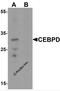 CCAAT Enhancer Binding Protein Delta antibody, 7077, ProSci, Western Blot image 