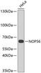NOP56 Ribonucleoprotein antibody, 23-363, ProSci, Western Blot image 
