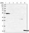 Cysteine Rich Protein 1 antibody, PA5-59984, Invitrogen Antibodies, Western Blot image 
