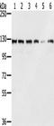 E3 ubiquitin-protein ligase BRE1A antibody, TA350359, Origene, Western Blot image 