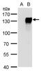 Nuclear factor of activated T-cells, cytoplasmic 4 antibody, GTX129225, GeneTex, Western Blot image 