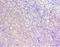 Homeobox protein Hox-A1 antibody, LS-C375913, Lifespan Biosciences, Immunohistochemistry paraffin image 
