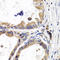 Fatty Acid Binding Protein 3 antibody, LS-C333978, Lifespan Biosciences, Immunohistochemistry frozen image 