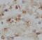 Follicle-stimulating hormone receptor antibody, FNab10096, FineTest, Immunohistochemistry paraffin image 