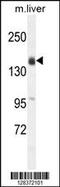 Otoancorin antibody, 55-669, ProSci, Western Blot image 