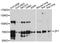 Zona Pellucida Glycoprotein 1 antibody, STJ112672, St John
