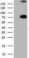 Rho GTPase Activating Protein 25 antibody, TA501747S, Origene, Western Blot image 