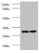 Cytochrome b-c1 complex subunit 8 antibody, orb242181, Biorbyt, Western Blot image 