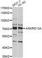 Ankyrin Repeat Domain 13A antibody, abx125517, Abbexa, Western Blot image 