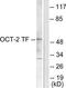 POU domain, class 2, transcription factor 2 antibody, TA313082, Origene, Western Blot image 