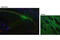 Protein Tyrosine Phosphatase Non-Receptor Type 5 antibody, 4396S, Cell Signaling Technology, Immunofluorescence image 