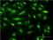 Calmodulin-like protein 3 antibody, H00000810-M04, Novus Biologicals, Immunocytochemistry image 