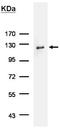 HA tag antibody, NBP2-21581, Novus Biologicals, Immunoprecipitation image 
