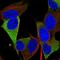 Retrotransposon Gag Like 1 antibody, HPA066979, Atlas Antibodies, Immunofluorescence image 