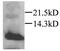 C-C Motif Chemokine Ligand 20 antibody, GTX45123, GeneTex, Western Blot image 
