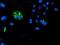 Calcium signal-modulating cyclophilin ligand antibody, NBP2-01801, Novus Biologicals, Immunofluorescence image 