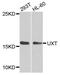 Protein UXT antibody, MBS129097, MyBioSource, Western Blot image 